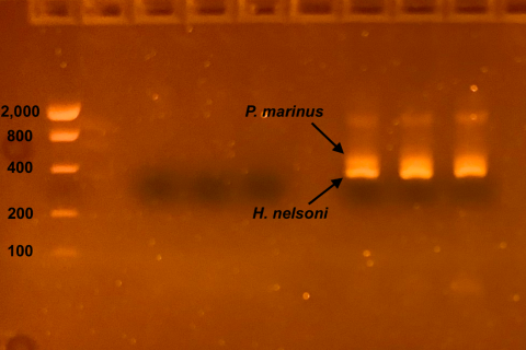 An image showing presence of oyster diseases, creating by aquaculture researcher Bonnie Brown